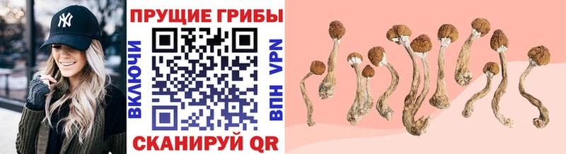 Псилоцибиновые грибы Psilocybe  OMG ССЫЛКА  Щёкино 